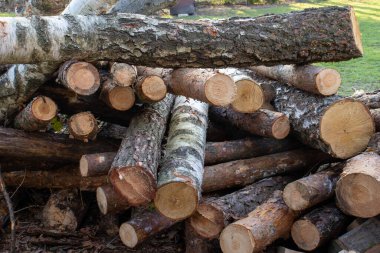 Ormandaki ağaçları gördüm. Ağaç gövdeleri yığılır, kereste orman orman sanayisi. Pahalı ahşap fiyatları