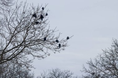 Kışın yapraksız ağaç dallarında siyah kuzgunlar