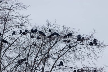 Kışın yapraksız ağaç dallarında siyah kuzgunlar