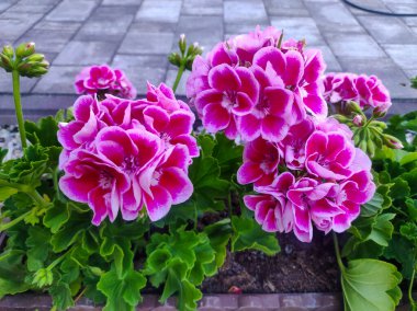 Geranium flowers in the garden. Pink geranium with many beautiful flowers. Close up image of bright pink geranium