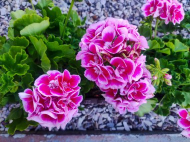Geranium flowers in the garden. Pink geranium with many beautiful flowers. Close up image of bright pink geranium