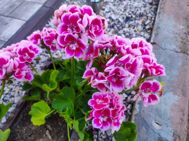 Geranium flowers in the garden. Pink geranium with many beautiful flowers. Close up image of bright pink geranium