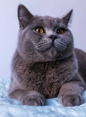 Close up portrait of lying gray british cat. Cat with orange eyes. British shorthair cat. 