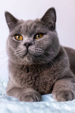 Close up portrait of lying gray british cat. Cat with orange eyes. British shorthair cat. 