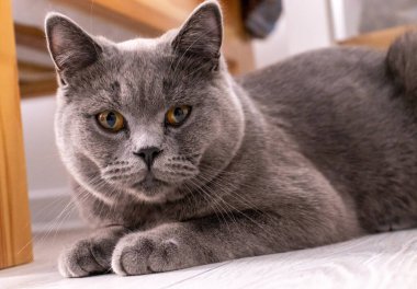 Close up portrait of lying gray british cat. Cat with orange eyes. British shorthair cat. 