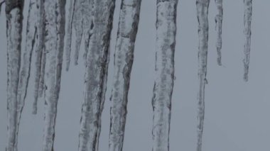 Close-up of icicles with water dripping. Melting icicles. Huge icicles