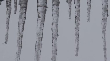 Close-up of icicles with water dripping. Melting icicles. Huge icicles