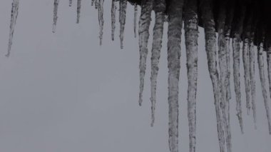 Close-up of icicles with water dripping. Melting icicles. Huge icicles