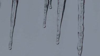 Close-up of icicles with water dripping. Melting icicles. Huge icicles