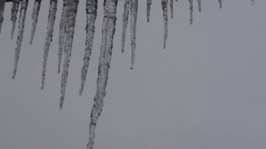 Close-up of icicles with water dripping. Melting icicles. Huge icicles