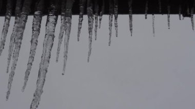 Close-up of icicles with water dripping. Melting icicles. Huge icicles