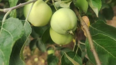 green apples grow on an apple tree branch. cultivation of apples concept