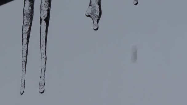 冰柱与滴水的特写 融化的冰柱 巨大的冰柱 — 图库视频影像