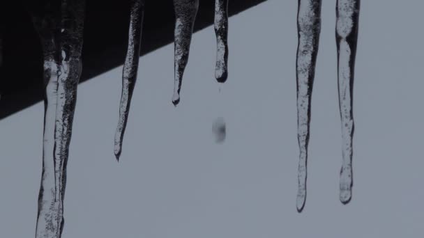 Close Icicles Water Dripping Melting Icicles Huge Icicles — Stock video