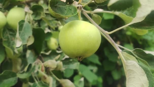 Green Apples Grow Apple Tree Branch Cultivation Apples Concept — Stock videók