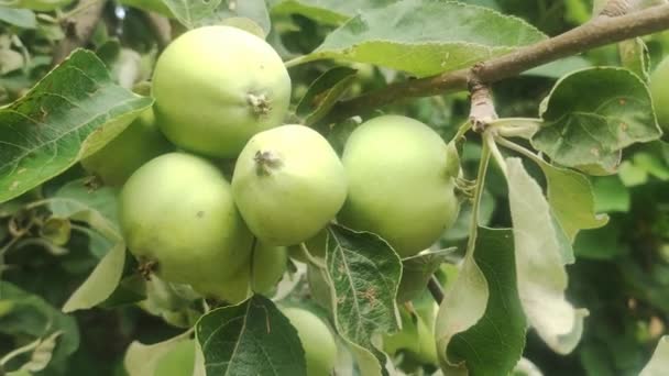 リンゴの木の枝に緑のリンゴが生えています リンゴの概念の栽培 — ストック動画