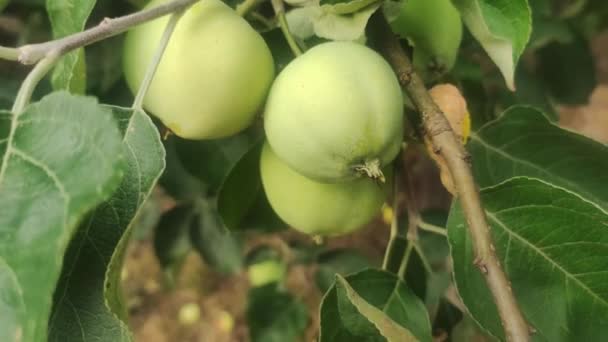 Maçãs Verdes Crescem Ramo Árvore Maçã Cultivo Conceito Maçãs — Vídeo de Stock
