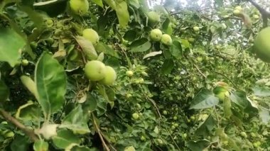 green apples grow on an apple tree branch. cultivation of apples concept