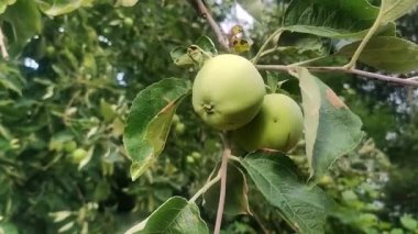 green apples grow on an apple tree branch. cultivation of apples concept
