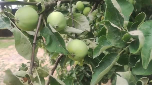 Green Apples Grow Apple Tree Branch Cultivation Apples Concept — Vídeo de Stock
