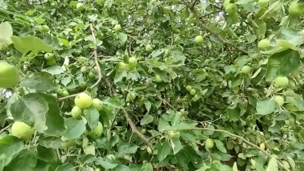 Green Apples Grow Apple Tree Branch Cultivation Apples Concept — 图库视频影像