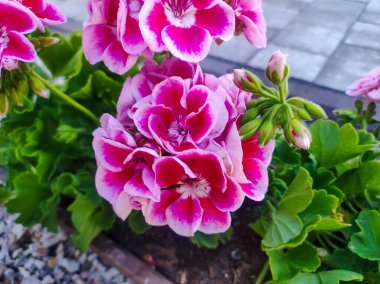 Geranium flowers in the garden. Pink geranium with many beautiful flowers. Close up image of bright pink geranium