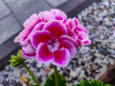 Geranium flowers in the garden. Pink geranium with many beautiful flowers. Close up image of bright pink geranium