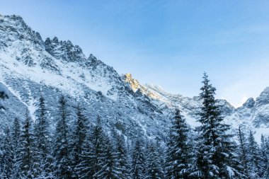 Snowy fir trees in winter forest background. Winter landscape of mountains.  iew of snow spruces on a frosty day.