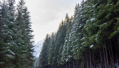Snowy fir trees in winter forest background. Winter landscape of mountains.  iew of snow spruces on a frosty day.