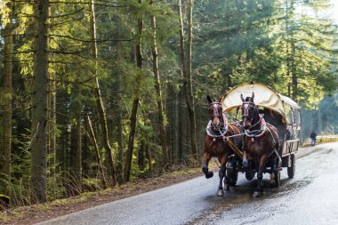 Horse-drawn cart with tourists on the way to Morskie Oko.  people move to Lake Morskie Oko moved by ecological horse-drawn carriage in Polish National Reserve in Tatry