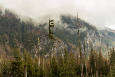 Misty landscape with fir forest mountain. fog on mountain top with pine tree. mist in mountain forest