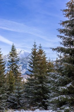 Snowy fir trees in winter forest background. Winter landscape of mountains.  iew of snow spruces on a frosty day.