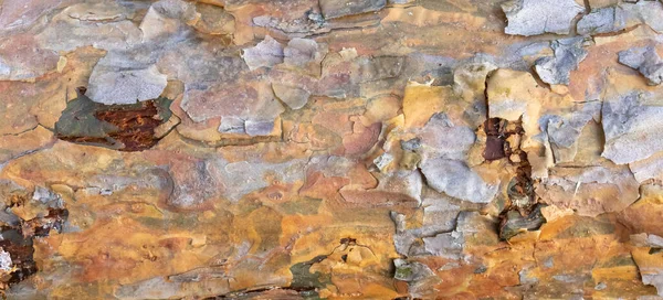 Oude Dennenbast Textuur Blaf Patroon Detailbladoppervlak — Stockfoto