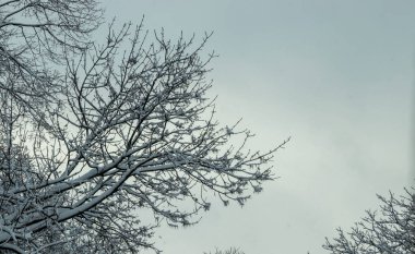 Karlı ağaçlar. Kış zamanı karla kaplı ağaç dalları. Donmuş şubeler kavramı
