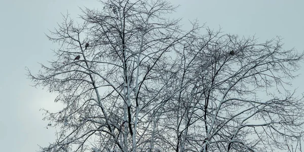 Drzewa Śniegiem Drzewo Gałęzie Pokryte Śniegiem Czas Zimowy Koncepcja Oddziałów — Zdjęcie stockowe