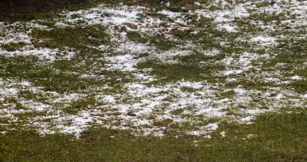 Sneeuw Smelten Groen Gras Voorjaarsweide Tuinieren Buiten Winter Tot Lente — Stockfoto