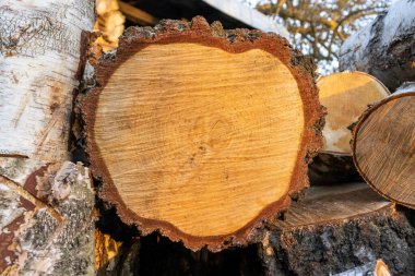 Fuel crisis. Firewood lying down without order. The high price of wood in the forest.	