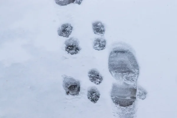 Animal tracks on snow. Dog snow on winter snow. Footprint. Animal trail