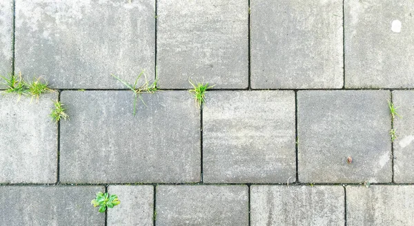 Gray pavement texture with green grass. Paving pattern road. Brick stone surface