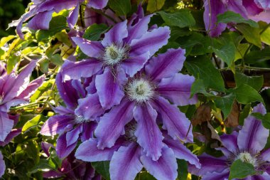 Bahçede uzun ömürlü klematis sarmaşıkları var. Evin yakınındaki güzel Clematis çiçekleri.