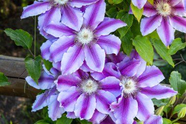 Bahçede uzun ömürlü klematis sarmaşıkları var. Evin yakınındaki güzel Clematis çiçekleri.