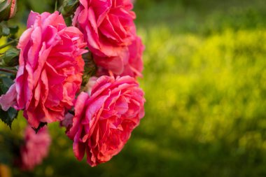 Pembe gül çalıları, yaz çiçekli arka plan. Bahçedeki çalıların üzerinde açan pembe güller.