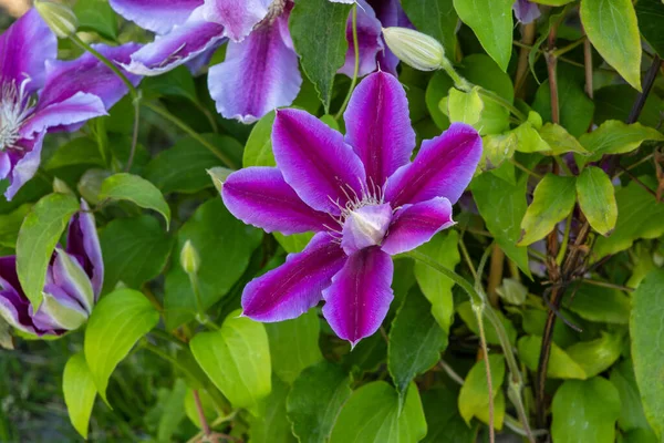Blüten Der Mehrjährigen Clematis Reben Garten Schöne Klematisblüten Der Nähe — Stockfoto