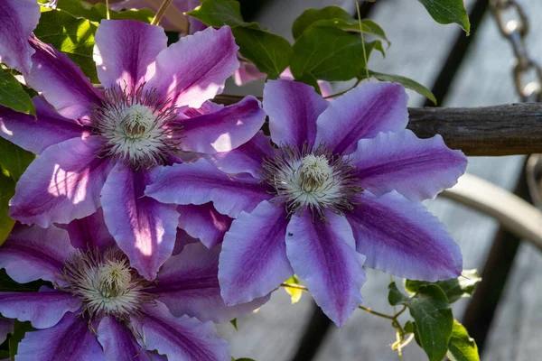 庭の多年生のクレマチスのつるの花 家の近くの美しいクレマチスの花 — ストック写真