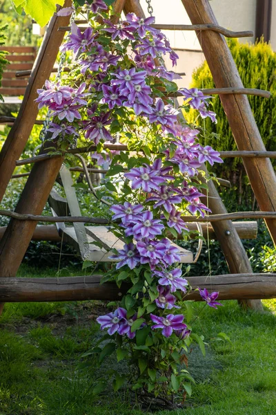 Λουλούδια Αιωνόβιων Κληματίδων Στον Κήπο Όμορφα Λουλούδια Κληματίδα Κοντά Στο — Φωτογραφία Αρχείου