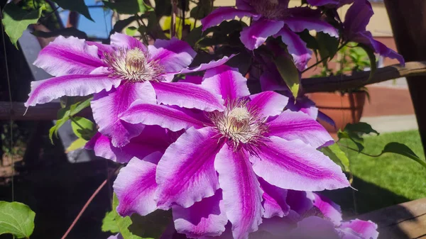 Květiny Trvalých Keřů Révy Vinné Zahradě Krásné Květy Clematis Blízkosti — Stock fotografie