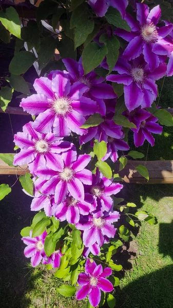 Kwiaty Wieloletnich Winorośli Clematis Ogrodzie Piękne Kwiaty Clematis Pobliżu Domu — Zdjęcie stockowe