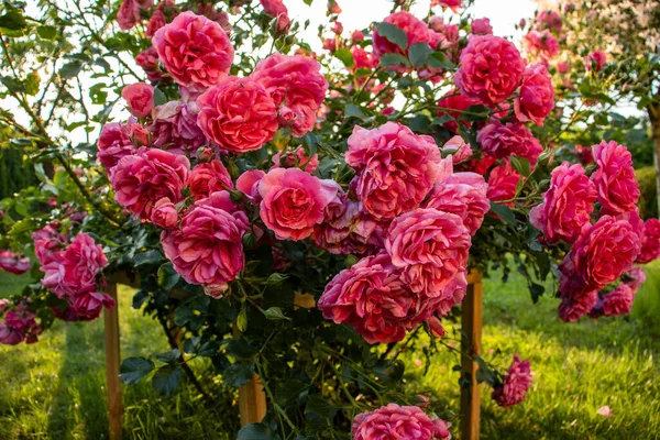 Bush Rosas Rosadas Fondo Floral Veraniego Rosas Rosadas Plena Floración — Foto de Stock