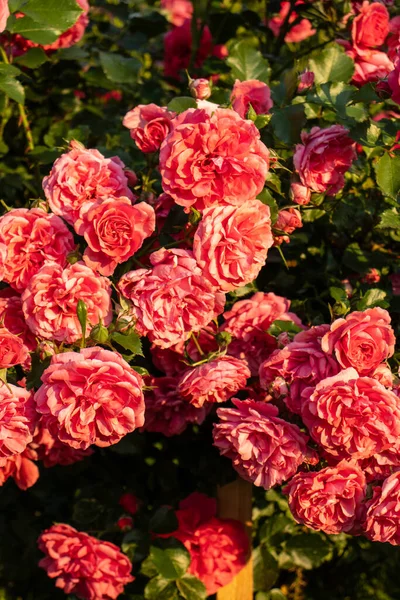 Krzew Różowych Róż Letnie Tło Kwiatowe Różowe Róże Pełnym Rozkwicie — Zdjęcie stockowe