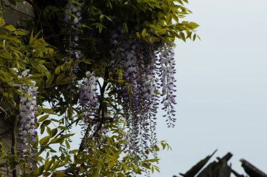 Taş duvarda doğal Çin salkımı çiçekleri. Mavi Salkım Çiçeği.